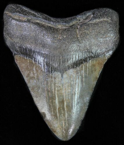 Juvenile Megalodon Tooth #61830